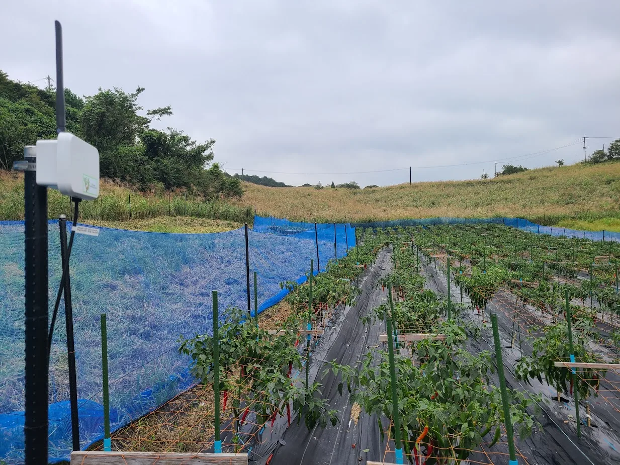 CropWatch monitoring station beside an open chili pepper field