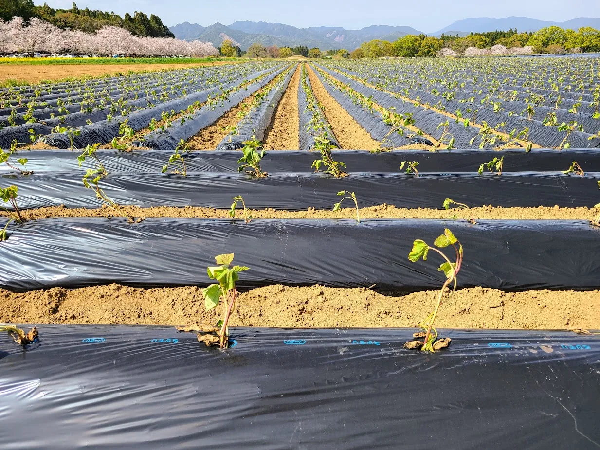 An open sweet-potato field under mulch film with mountains and cherry blossom behind - the kind of open-field crop CropWatch monitors