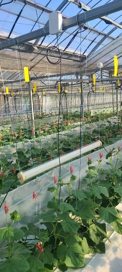 CropWatch sensor mounted in a hydroponic cucumber greenhouse