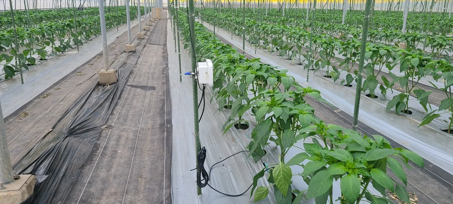 CropWatch sensor monitoring climate and light in a commercial pepper greenhouse