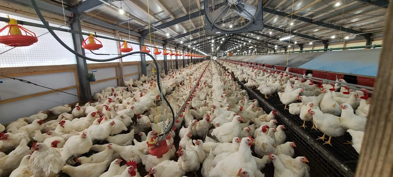 Interior of a commercial broiler poultry house with thousands of birds, monitored for temperature and ventilation by CropWatch