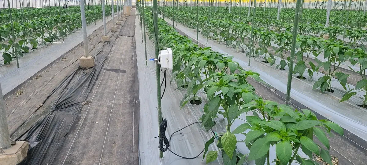 CropWatch sensor monitoring a commercial pepper greenhouse