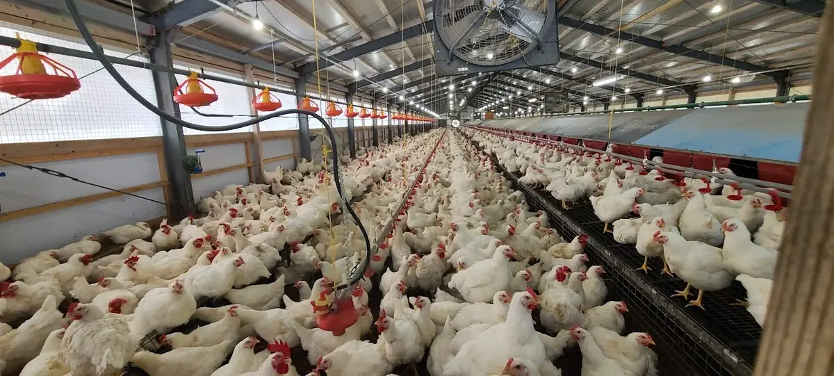 Interior of a commercial poultry house monitored by CropWatch